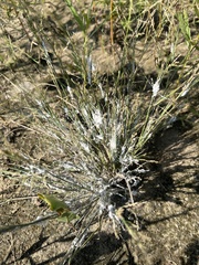 Eragrostis pectinacea