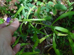 Liatris squarrulosa