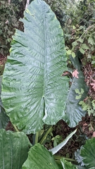 Alocasia robusta