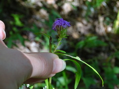 Liatris squarrulosa