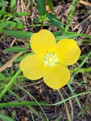 Ludwigia octovalvis