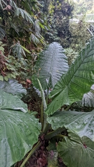 Alocasia robusta