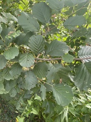 Alnus glutinosa