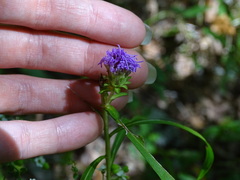 Liatris squarrulosa