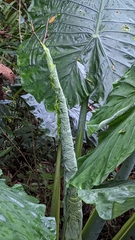 Alocasia robusta