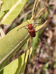 Tetraopes femoratus