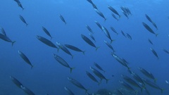 Decapterus macarellus