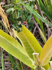 Tetraopes femoratus