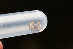 Brachyplatys punctipes