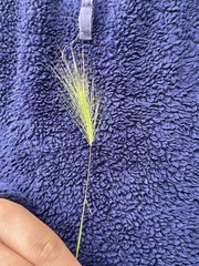 Hordeum jubatum