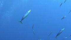 Decapterus macarellus