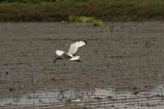 Threskiornis aethiopicus