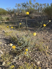 Baileya multiradiata
