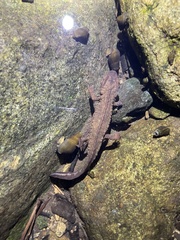 Paramesotriton hongkongensis