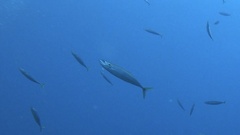 Decapterus macarellus