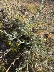 Baileya multiradiata