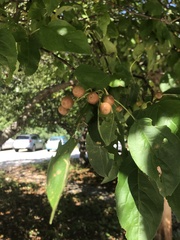 Amelanchier arborea