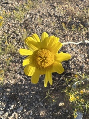 Baileya multiradiata