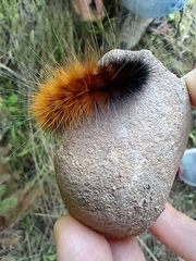Pyrrharctia isabella
