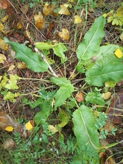 Salvia pratensis