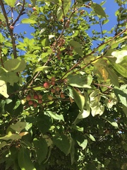 Amelanchier arborea