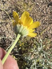 Baileya multiradiata