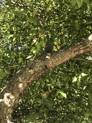 Amelanchier arborea