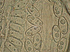 Peziza griseorosea