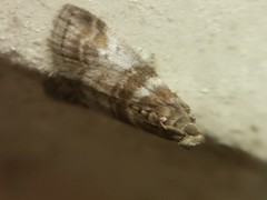Sciota uvinella