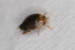 Laccophilus proximus