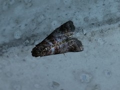 Sciota uvinella