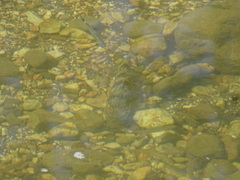 Hypentelium nigricans