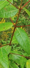 Apocynum cannabinum