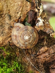 Helicigona lapicida