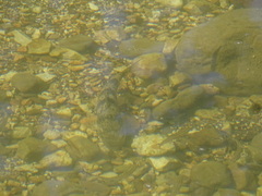 Hypentelium nigricans