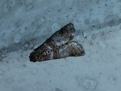 Sciota uvinella