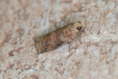 Sciota rubrisparsella