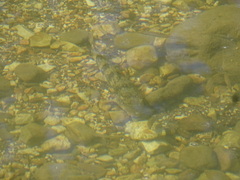 Hypentelium nigricans