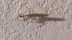 Eumantodea