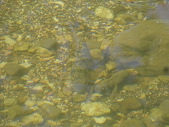 Hypentelium nigricans