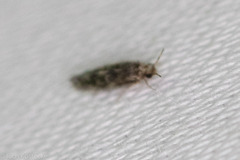 Hydroptilidae