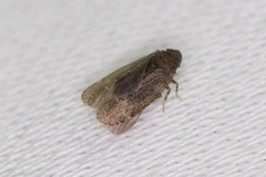 Opsiplanon luella