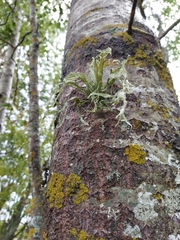 Ramalina fraxinea