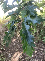 Quercus cerris