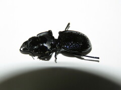 Philoscaphus