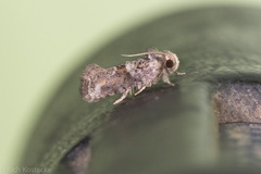 Acrolophus piger