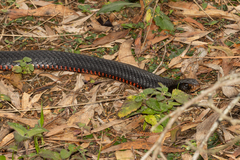 Pseudechis porphyriacus
