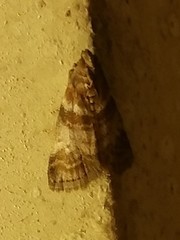 Sciota uvinella