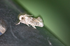 Acrolophus piger