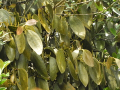 Phoradendron